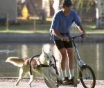 Hunde-Roller