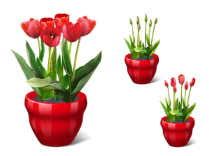 tulip_large.gif